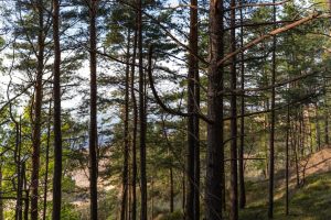 Exploring the Green Side: The Rise of Ecotourism in the Modern Traveler’s World